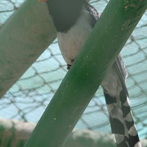 Magpie