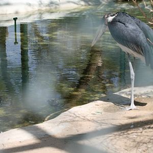 Marabou eyeing off a meal