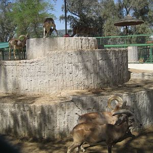 Mouflon exhibit