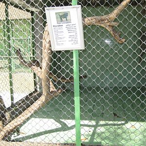 Olive Baboon cage