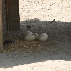 Ostrich eggs