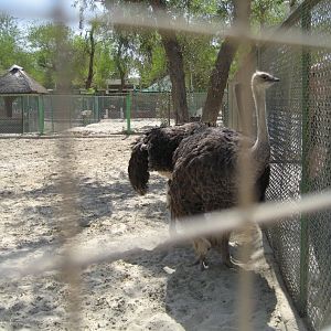Ostriches