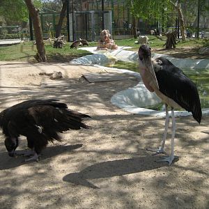 Interior of Raptor Aviary