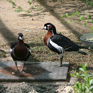 Red-breasted Geese