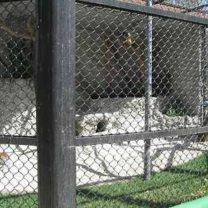 Ring-tailed Lemur Cage