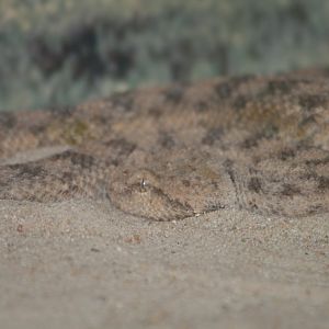 Sand Viper