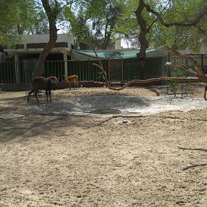 Sitatunga Yard