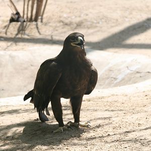 Steppe Eagle