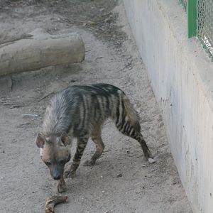 Striped Hyena