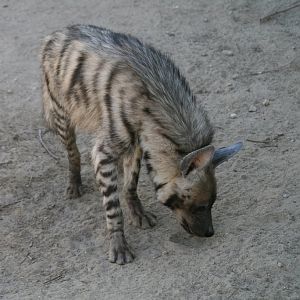 Striped Hyena