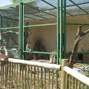 Vervet Monkey cage