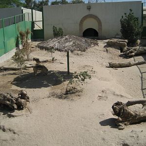 Wolf Enclosure