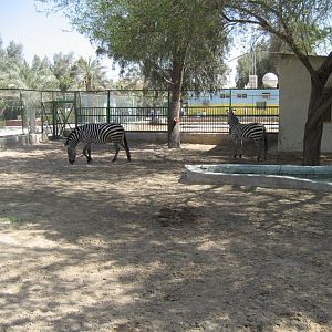 Zebra yard