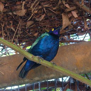 Blue-eared Glossy Starling