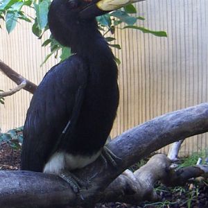 Rhinoceros hornbill (Buceros rhinoceros silvestris)