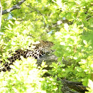 Leopard in tree