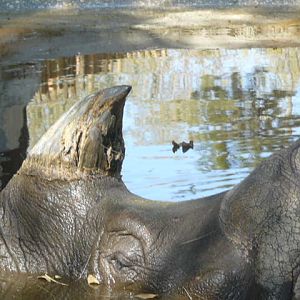Indian Rhino - Lisbon Zoo
