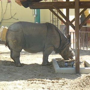 Indian Rhino - Lisbon Zoo