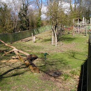 Gorilla Paddock