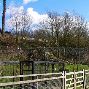 Snow Leopard enclosure