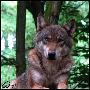 Male Eurasian wolf