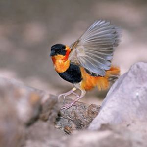 orange bishop, Reid Park Zoo