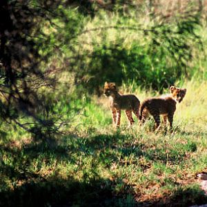 cheetah cubs, Phoenix Zoo