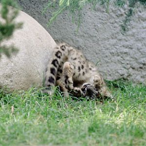 snow lep cub, LA Zoo
