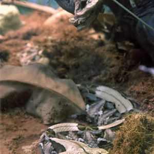 gabon viper, LA Zoo