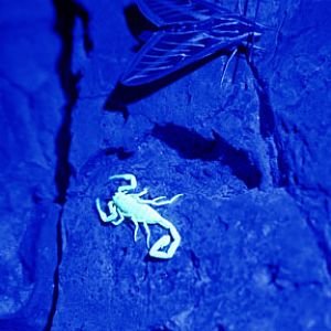 wild moth and scorpion, ASDM