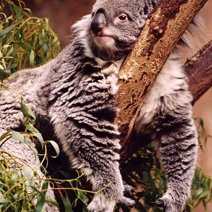 Koala1