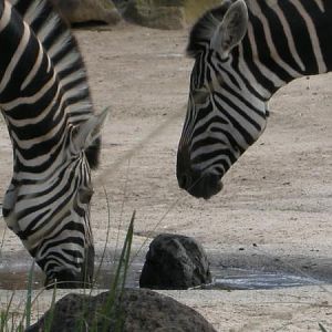 two zebras