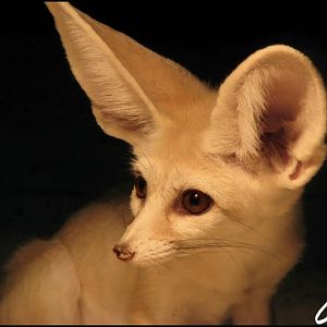 Fennec fox (ZOO Olomouc)