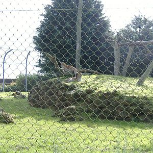 Sri Lankan Leopards at Banham Zoo, 7 September 2008
