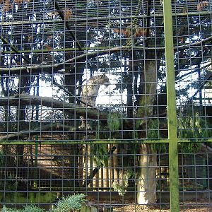 Rocky the Snow Leopard at Banham Zoo, 7 September 2008