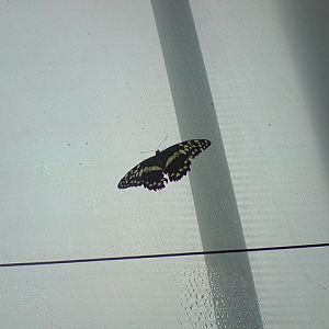 Lime swallowtail butterfly in Butterfly Forest exhibit at Bristol Zoo, 9 Au