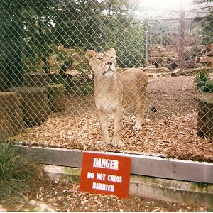 Moti the Asiatic Lion at Bristol Zoo, 1 August 1998