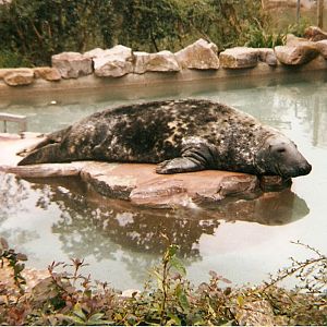 Sasha the Grey Seal at Bristol Zoo, 1 August 1998