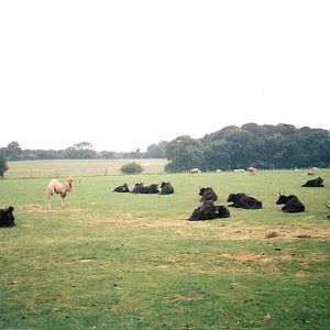 Bactrian Camels and Yaks at Whipsnade Zoo, 26 August 2002