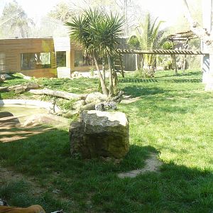 Sumatran Tiger Enclosure - Lisbon Zoo