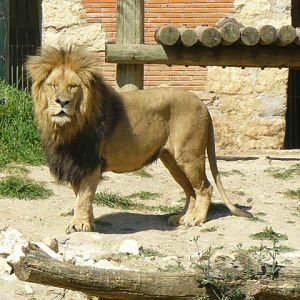 Dominant male Lion - Lisbon Zoo
