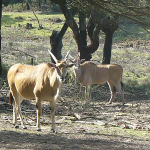 Young Elands
