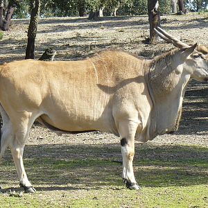 Male Eland