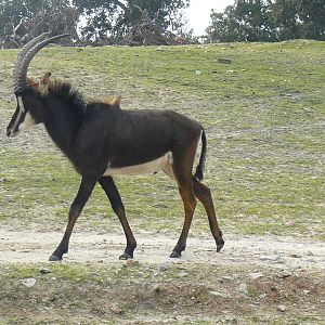 Male Sable Antilope