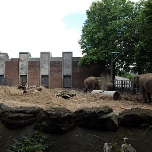Artis - Elephant exhibit