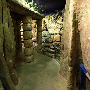 Artis - Jungle by Night