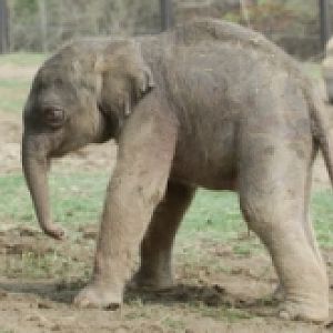 Newborn Elephant