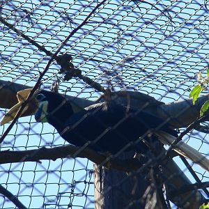 Red-knobbed Hornbill