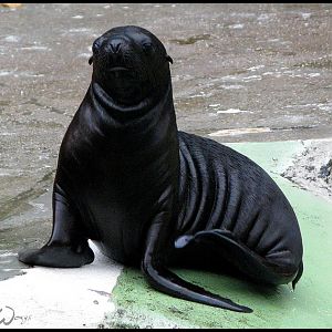 Baby sea lion