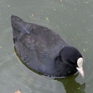 Eurasian coot (Fulica atra)